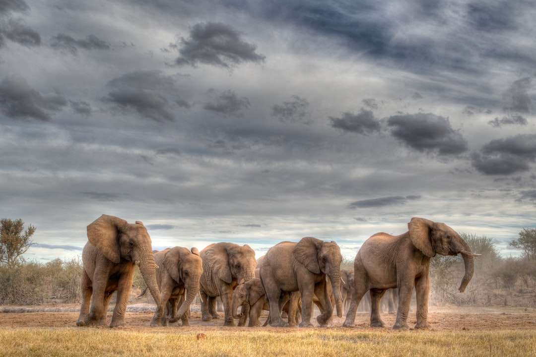 brązowy słoń na brązowym polu pod szarymi chmurami puzzle online
