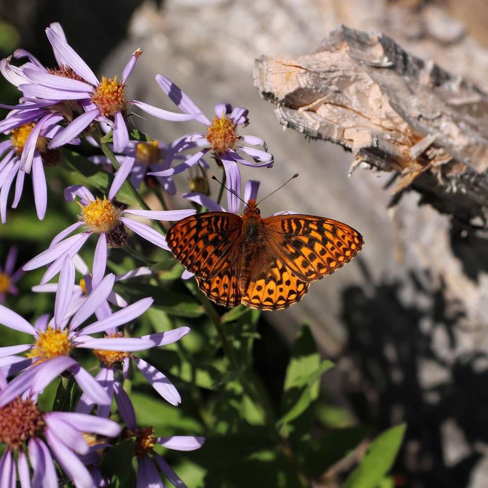 brązowy i czarny motyl na fioletowym i białym kwiatku puzzle online