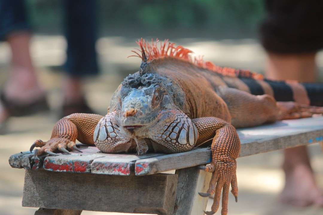 brązowy i czarny iguana na brązowym drewnianym stole puzzle online