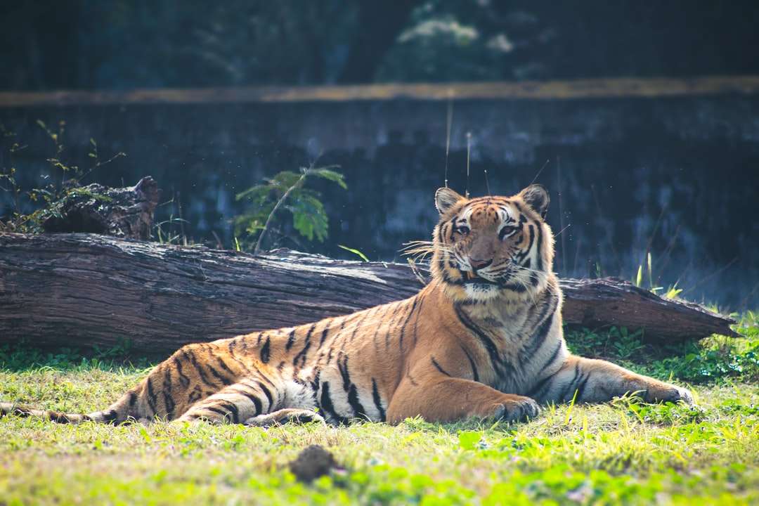 brązowy tygrys leżący na zielonej trawie w ciągu dnia puzzle online