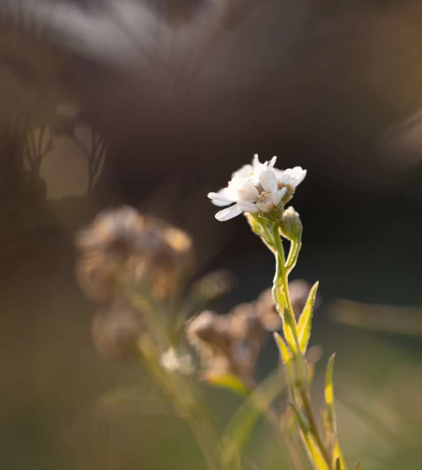 biały kwiat w soczewce z przesunięciem pochylenia puzzle online
