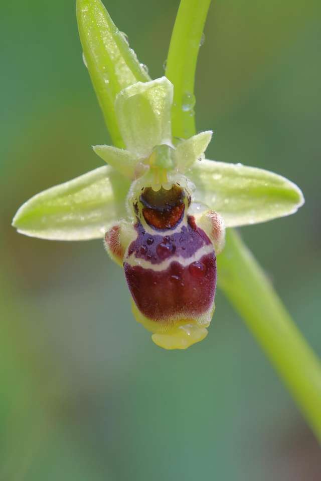 Samotna orchidea Cilento Sa Włochy puzzle online