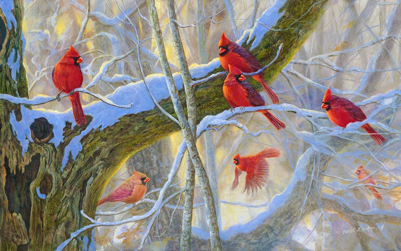 Ptaki kardynały. puzzle online
