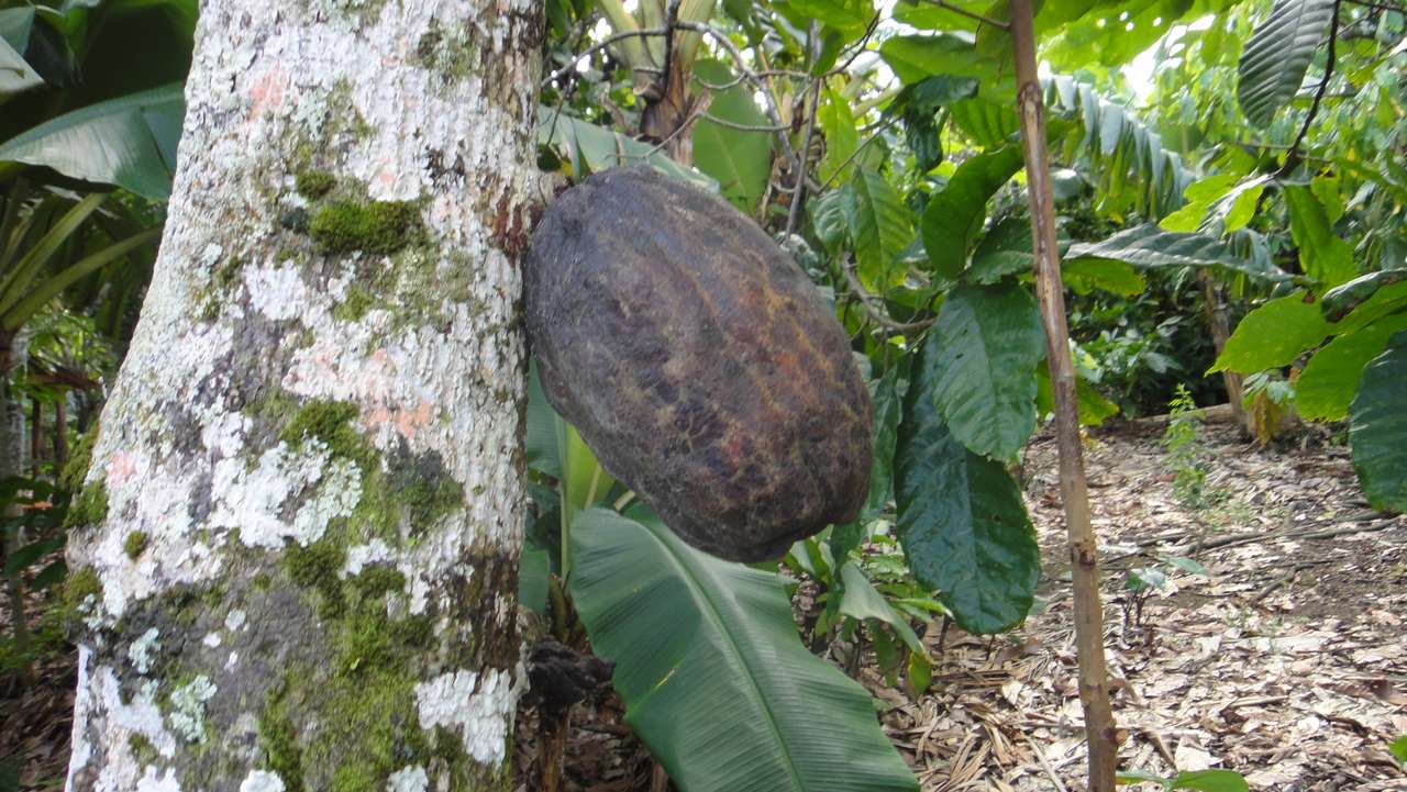 Owoc cacaowca- Dominikana puzzle online