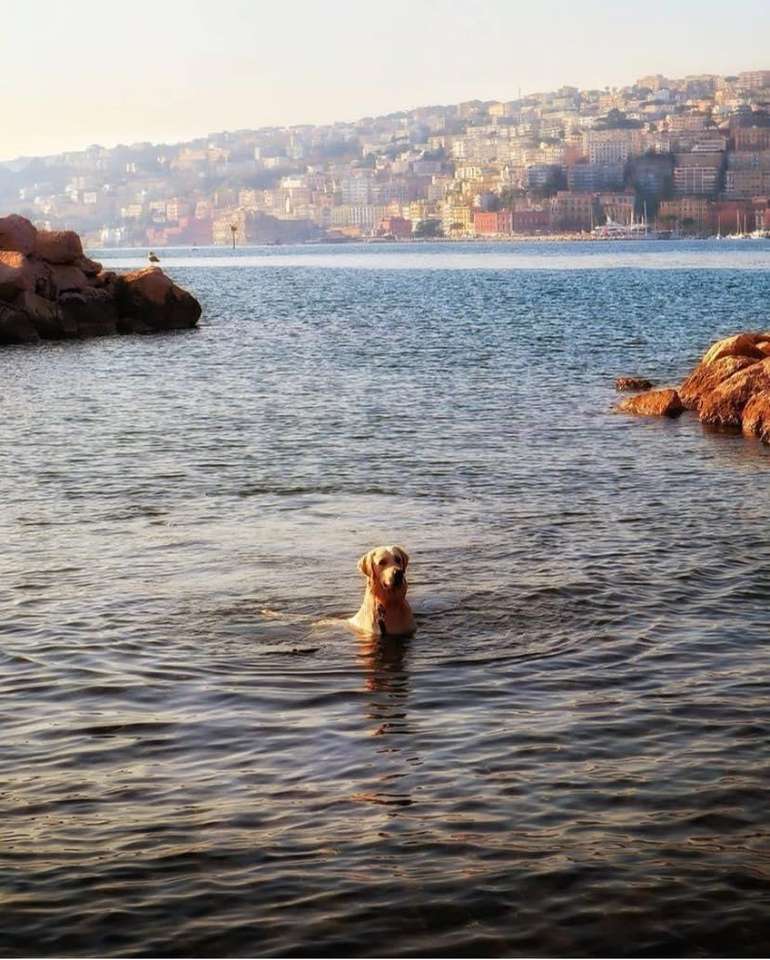 pies w kąpieli Neapol Włochy puzzle online