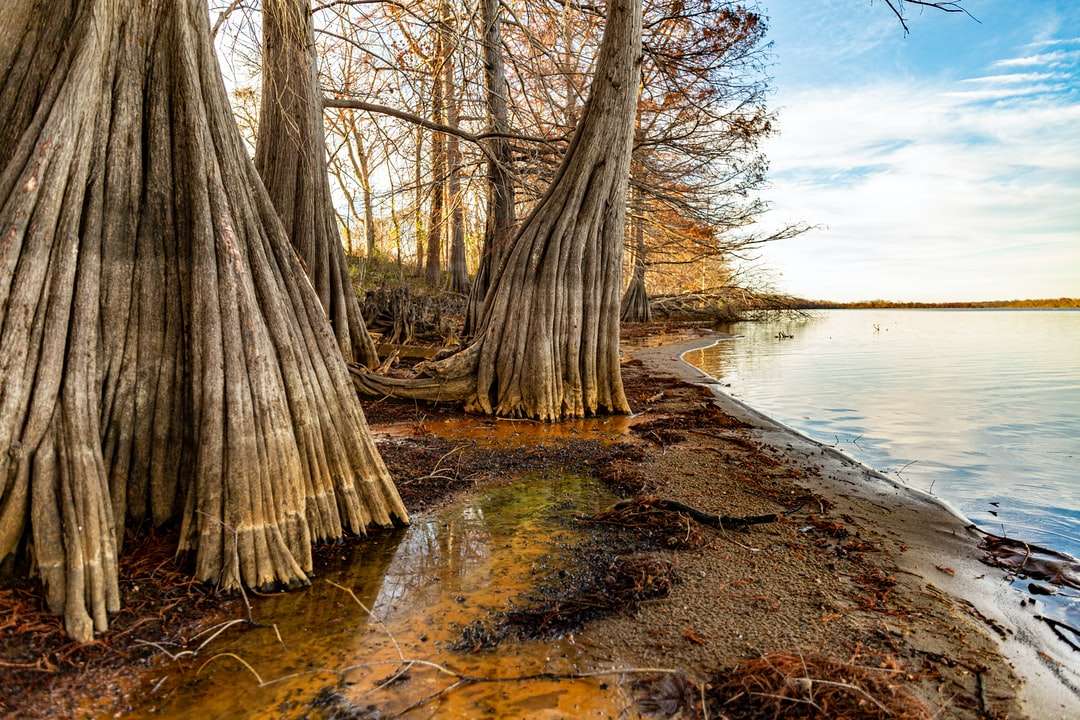 brązowe drzewa na brązowej glebie w pobliżu zbiorników wodnych w ciągu dnia puzzle online
