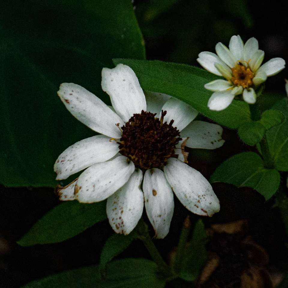 biały kwiat z zielonymi liśćmi puzzle online
