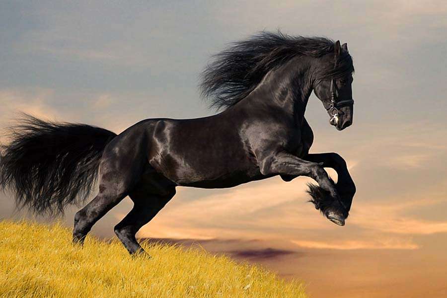 Czarny koń fryzyjski w skoku puzzle online