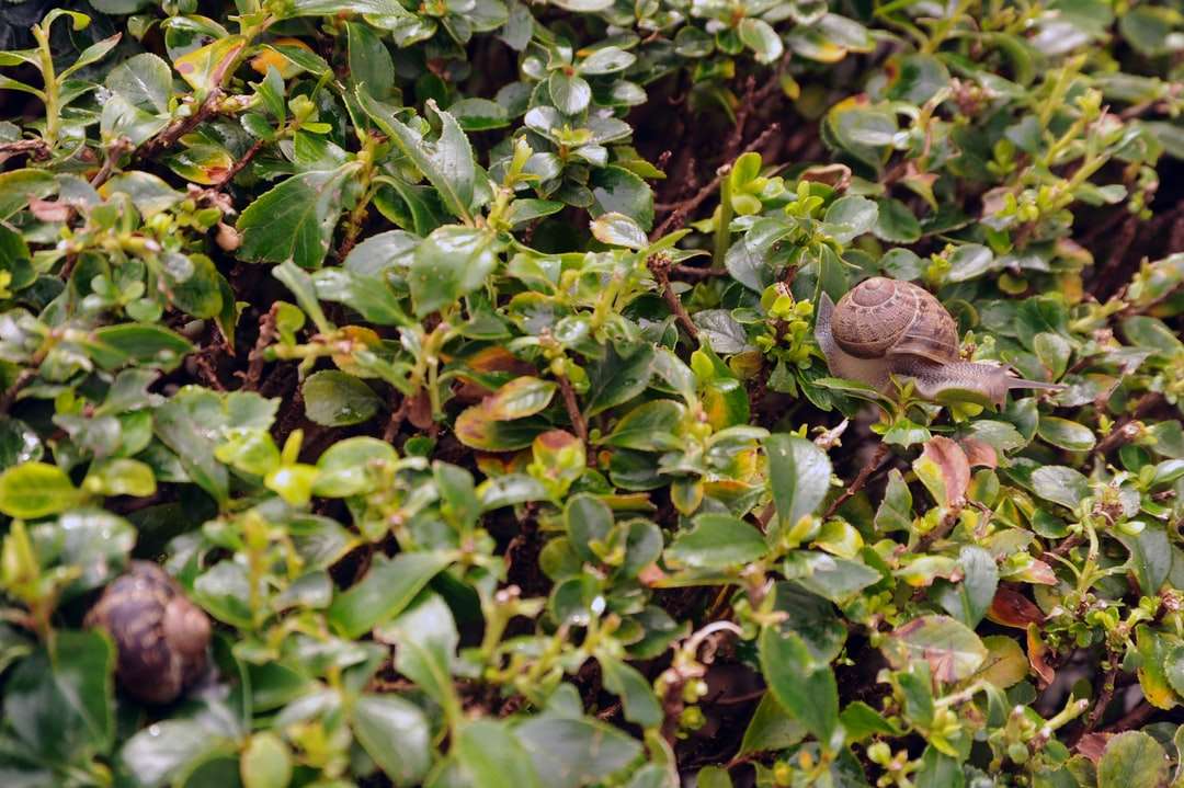 brązowy ślimak na zielonej roślinie puzzle online