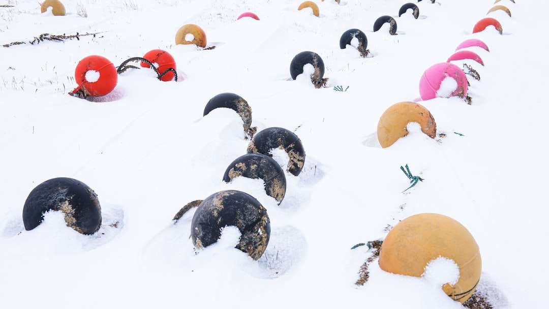 czarno-białe pingwiny na ziemi pokrytej śniegiem puzzle online