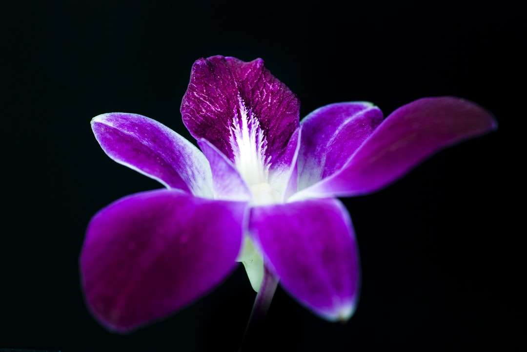fioletowy kwiat w czarnym tle puzzle online