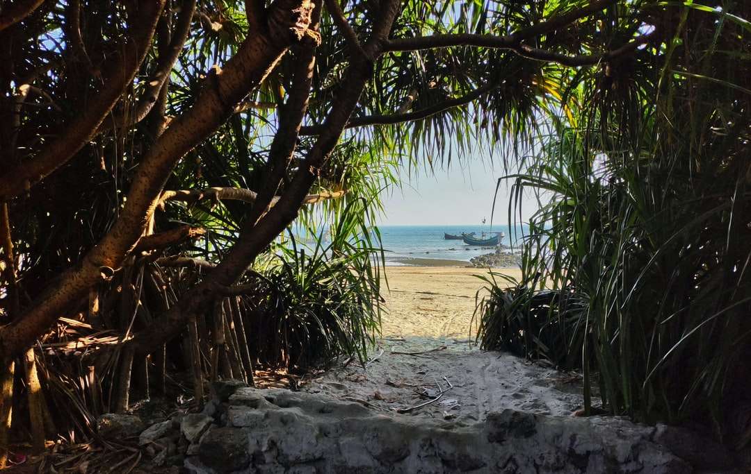 zielone palmy na piaszczystej plaży w ciągu dnia puzzle online
