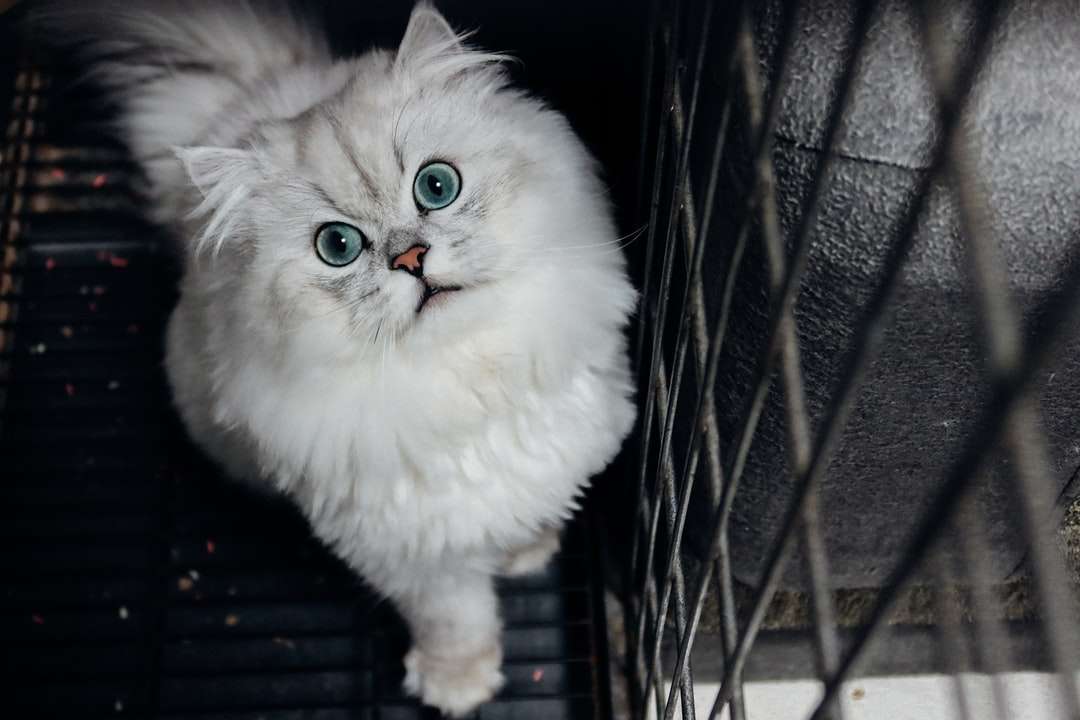 biały kot perski na czarnej klatce puzzle online