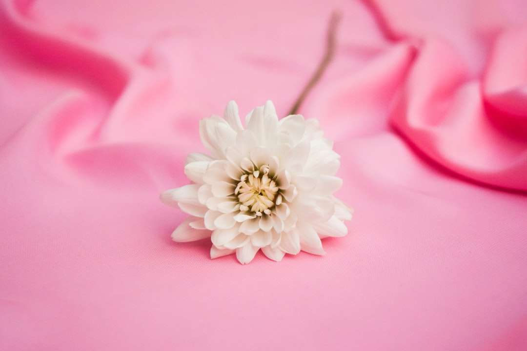 biały kwiat na różowej tkaninie puzzle online