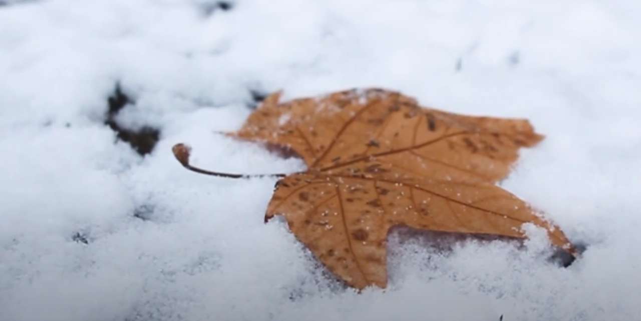 liść i śnieg puzzle online