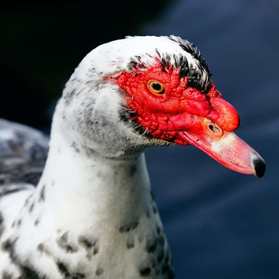 biało-czerwona kaczka na czarnej skale puzzle online