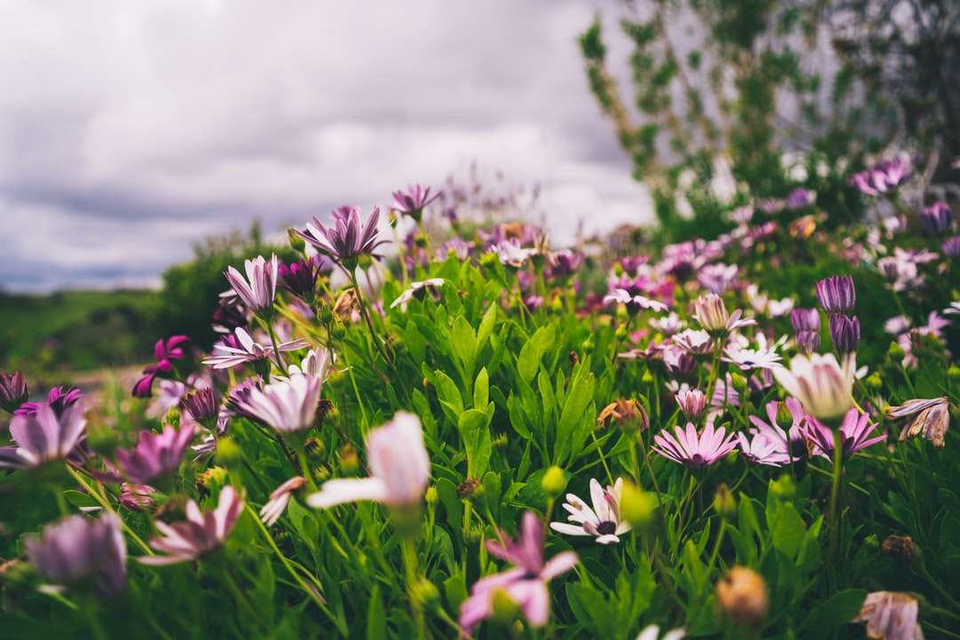 białe i fioletowe kwiaty na zielonym polu trawy puzzle online