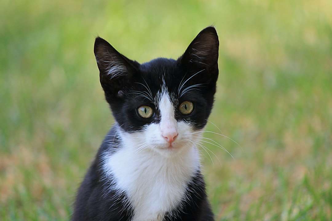 czarno-biały kot na zielonej trawie w ciągu dnia puzzle online