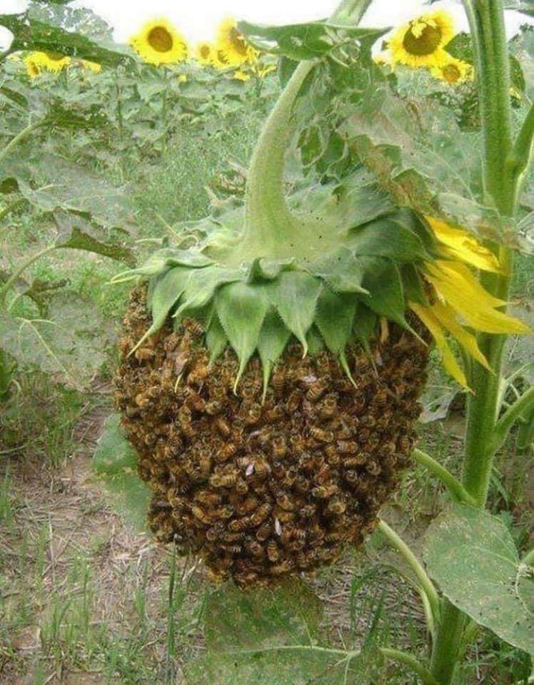 Niesamowite pszczoły puzzle online