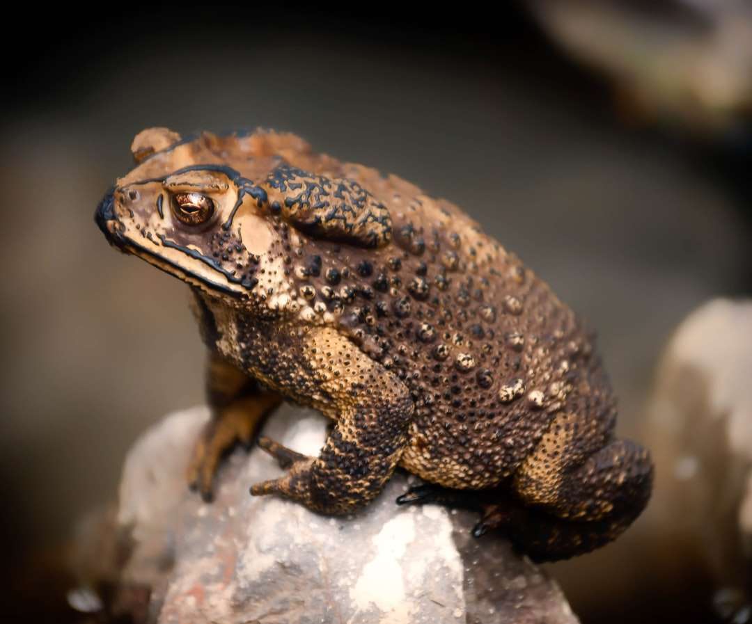 brązowa żaba na szarej skale puzzle online