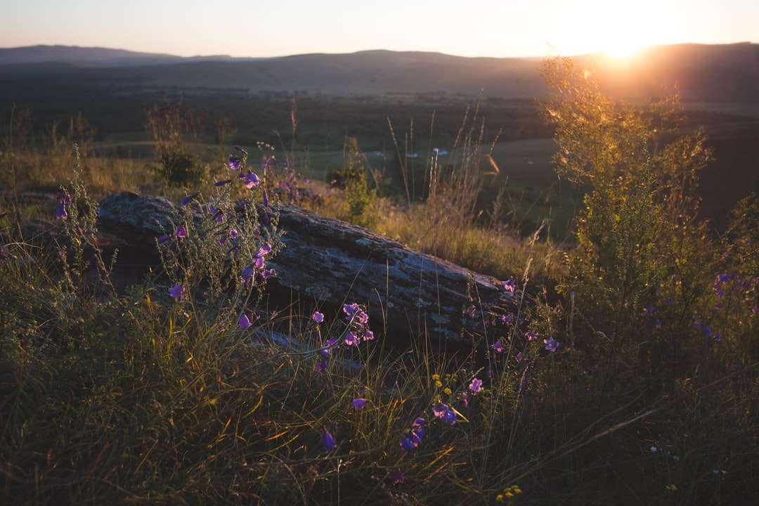 fioletowy kwiat pole podczas zachodu słońca puzzle online