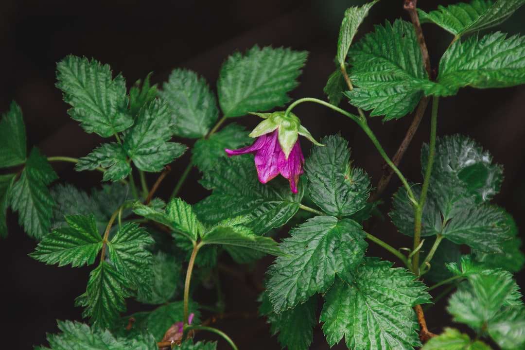 fioletowy kwiat z zielonymi liśćmi puzzle online
