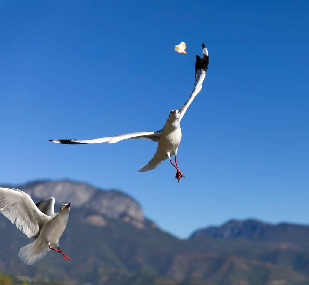 biały ptak latający w ciągu dnia puzzle online