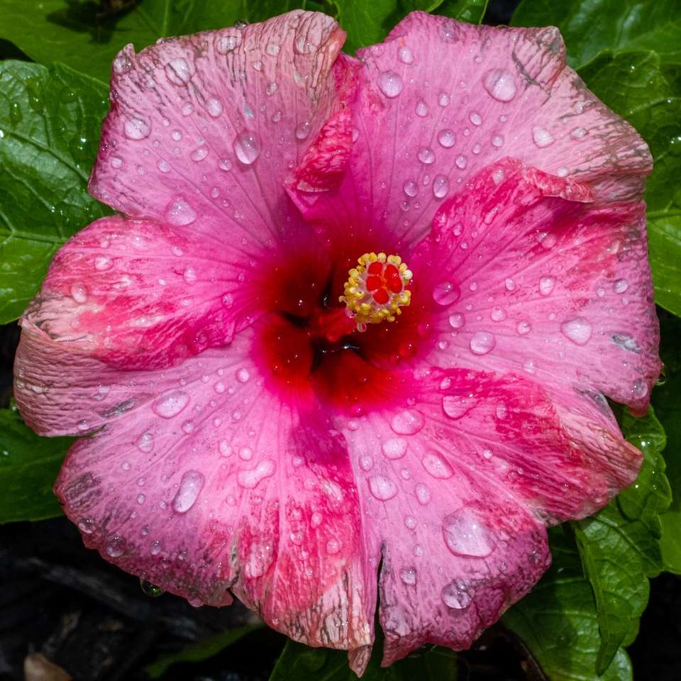 różowy kwiat z kroplami wody puzzle online