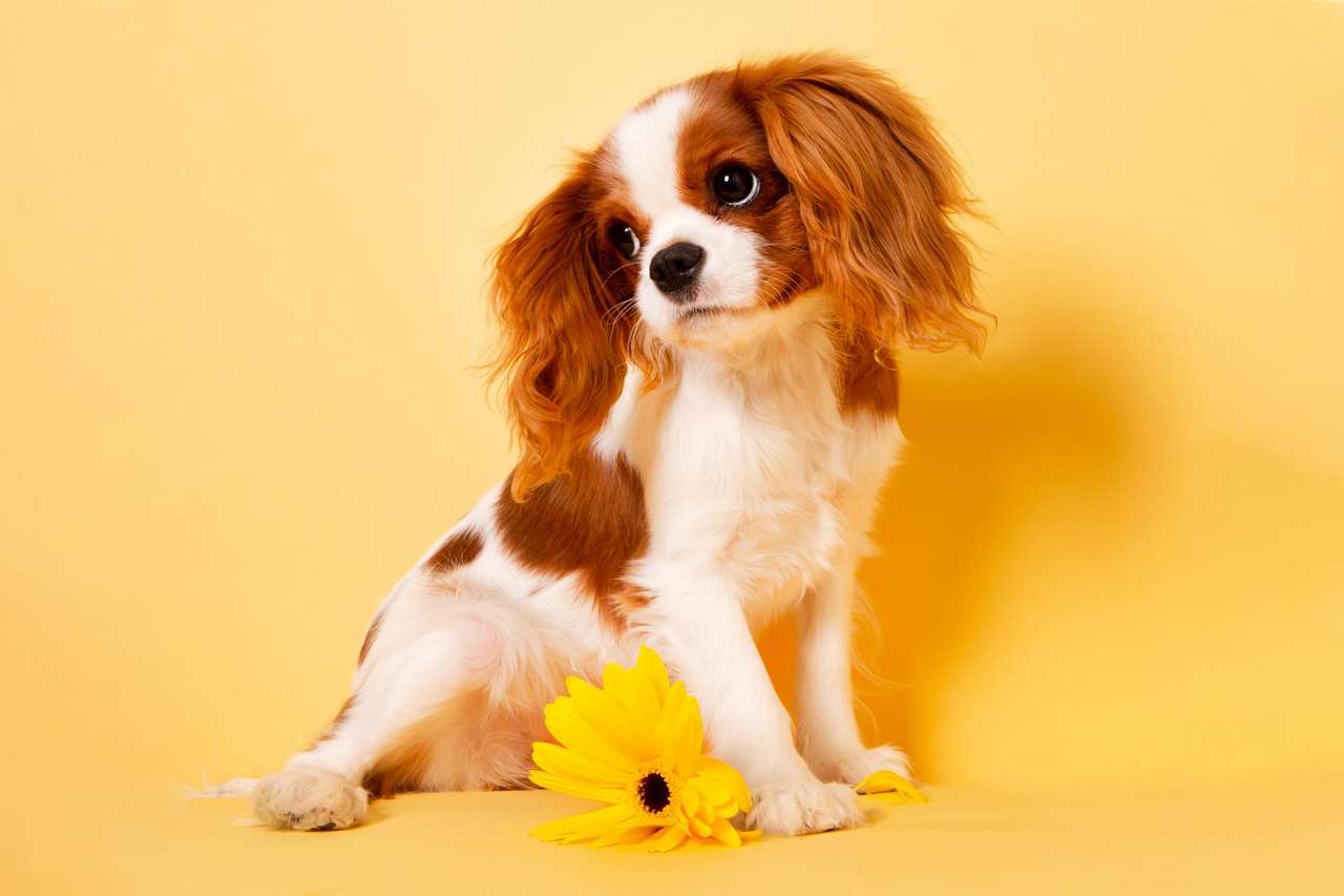 Żółty pies puzzle online