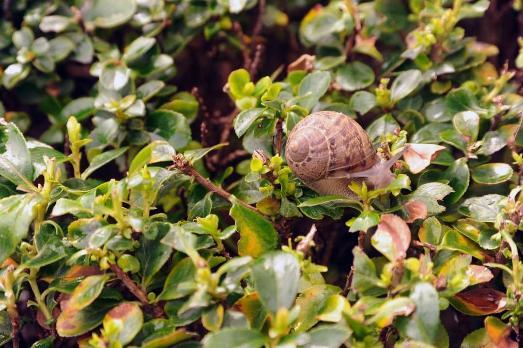 brązowy ślimak na zielonej roślinie w ciągu dnia puzzle online