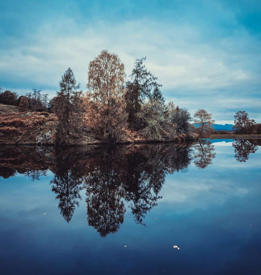 brązowe drzewa obok zbiornika wodnego pod błękitnym niebem puzzle online