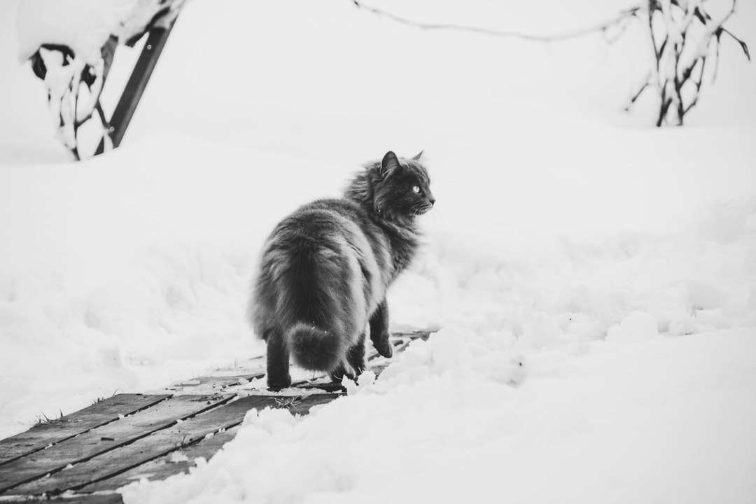 czarno-biały długowłosy kot na ziemi pokrytej śniegiem puzzle online