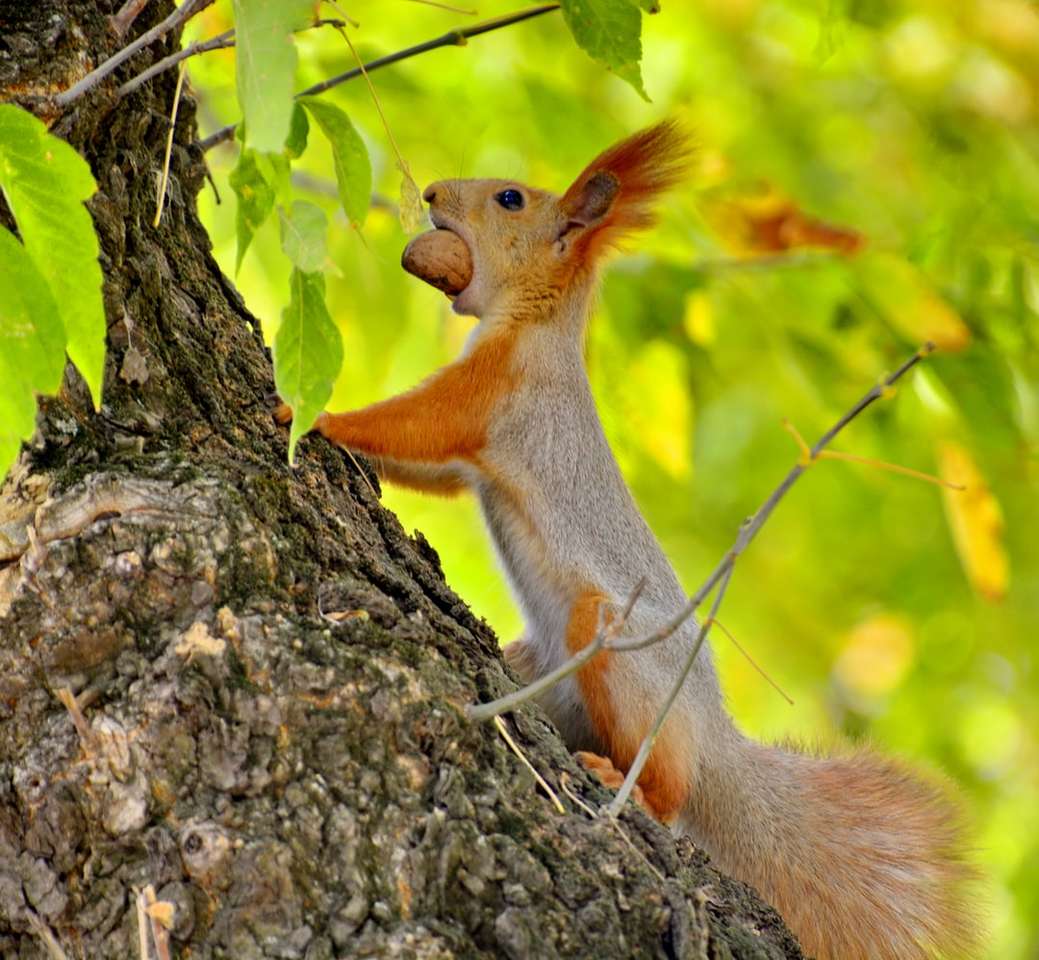 wiewiórka brązowa na gałęzi drzewa brązowy w ciągu dnia puzzle online