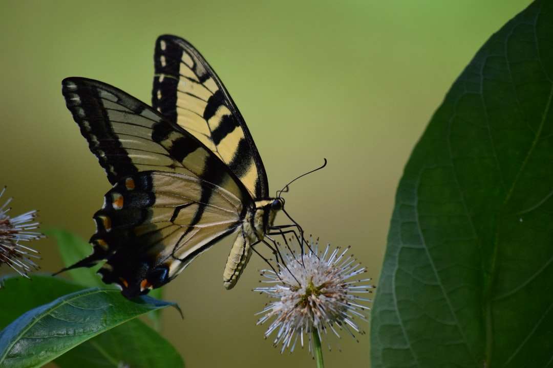 czarny i żółty motyl na białym kwiecie puzzle online