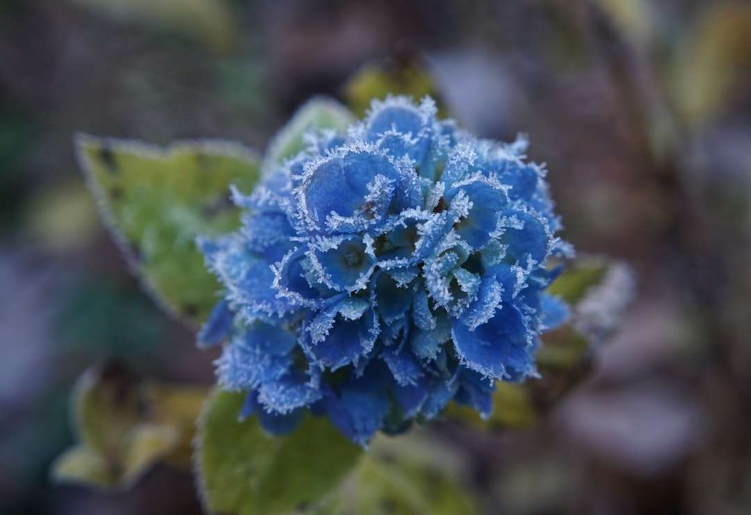 niebieski kwiat w makro puzzle online