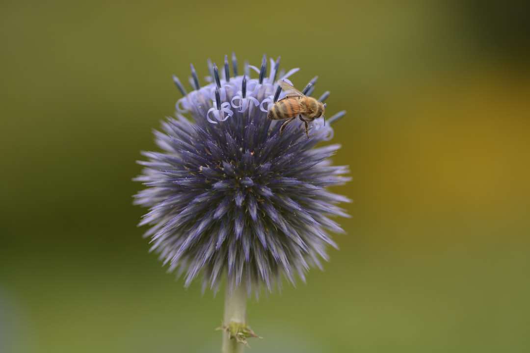 brązowy i czarny pszczoła na kwiat niebieski i biały puzzle online