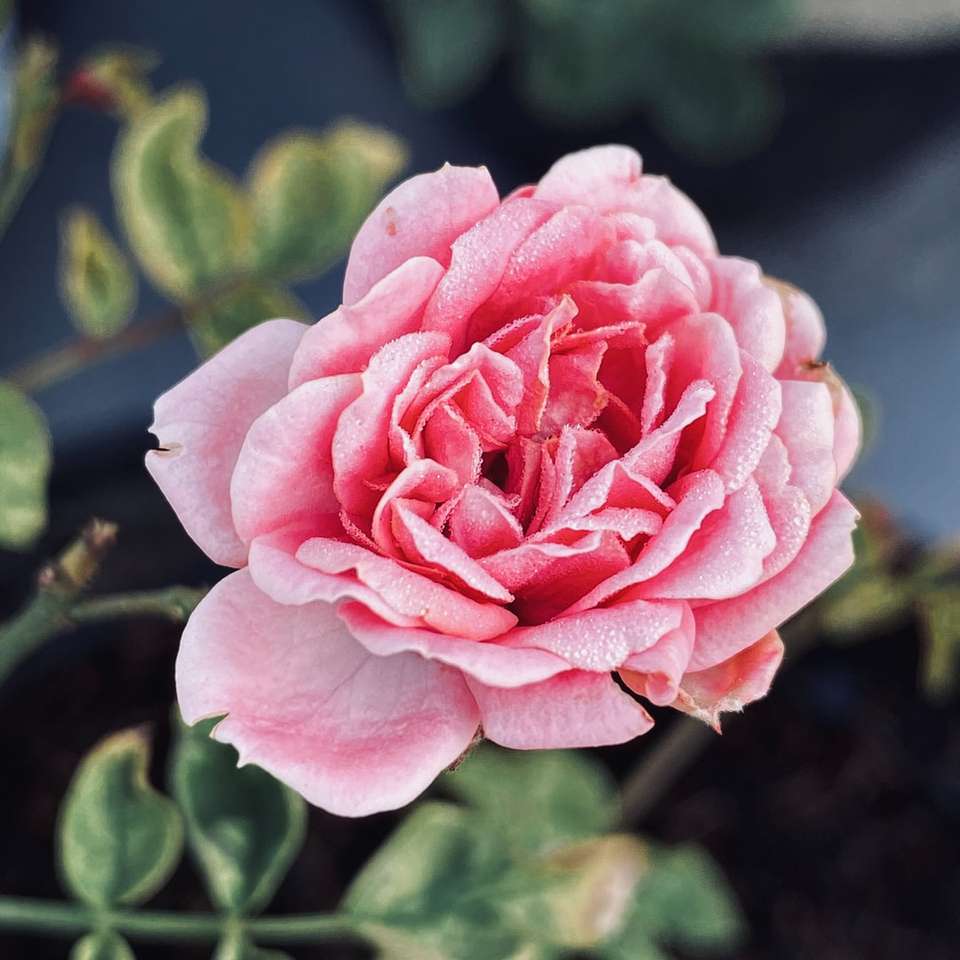 Różowa róża w rozkwicie w ciągu dnia puzzle online