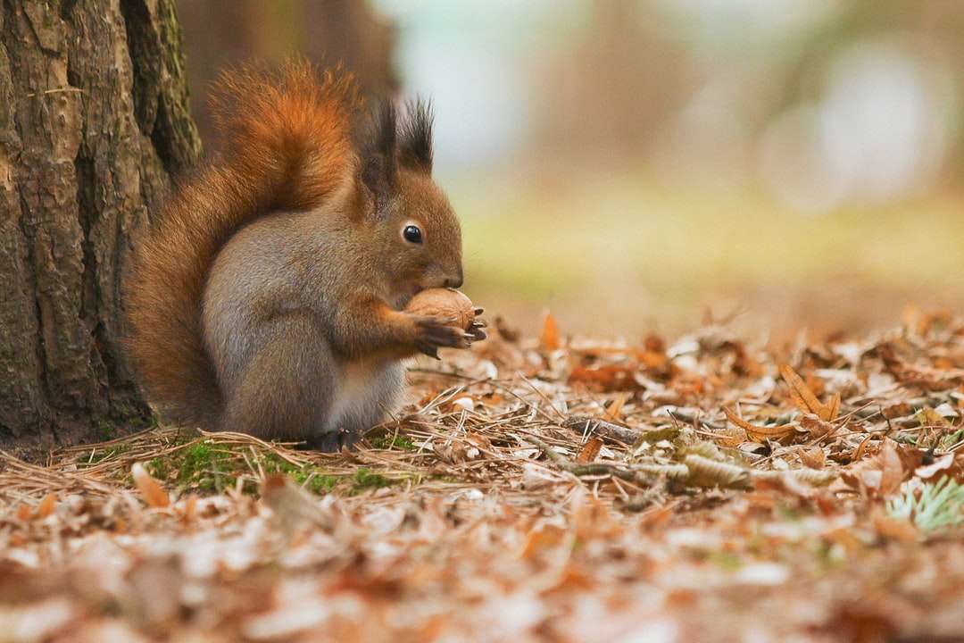 brązowa wiewiórka na brązowych suszonych liściach w ciągu dnia puzzle online