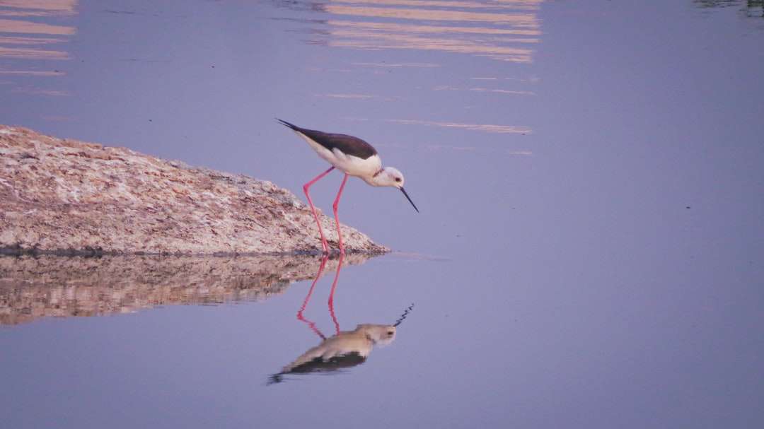 biały i czarny ptak na brązowej skale w pobliżu zbiornika wodnego puzzle online
