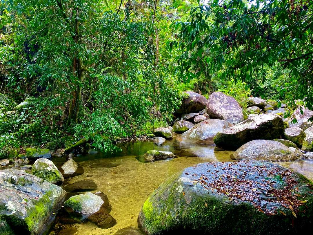 zielony mech na skałach w pobliżu rzeki puzzle online