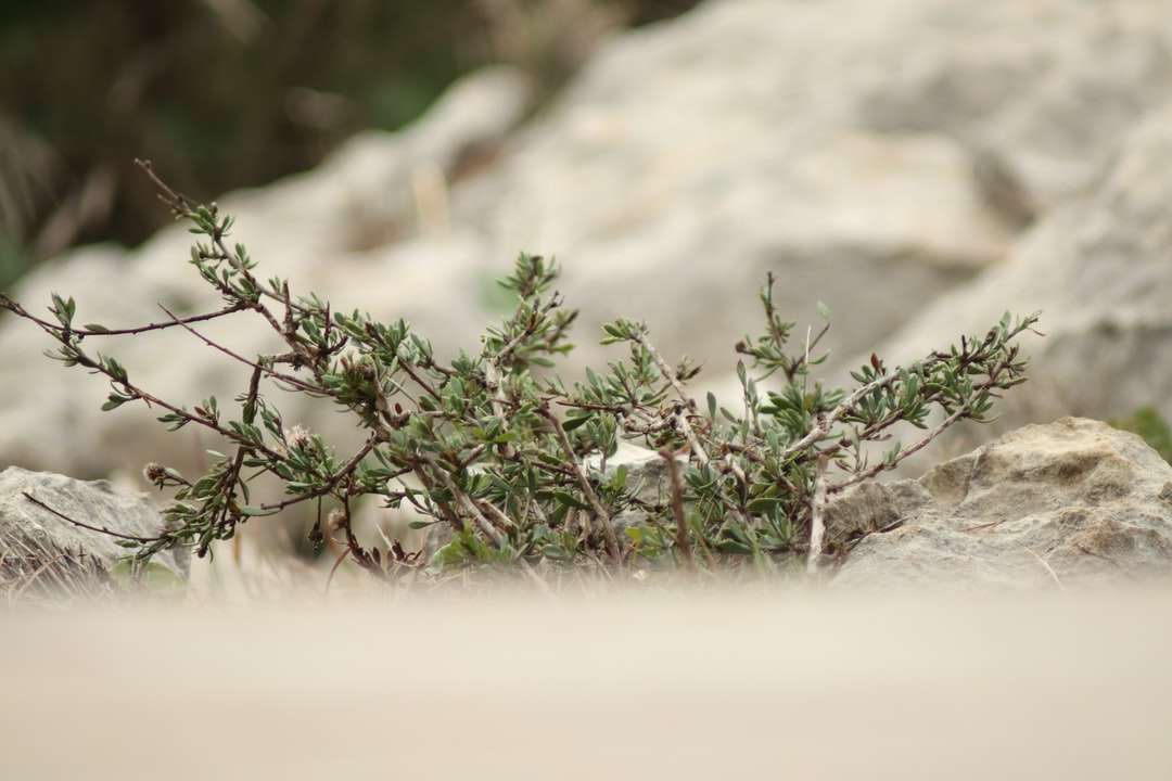 zielona roślina na brązowej skale puzzle online