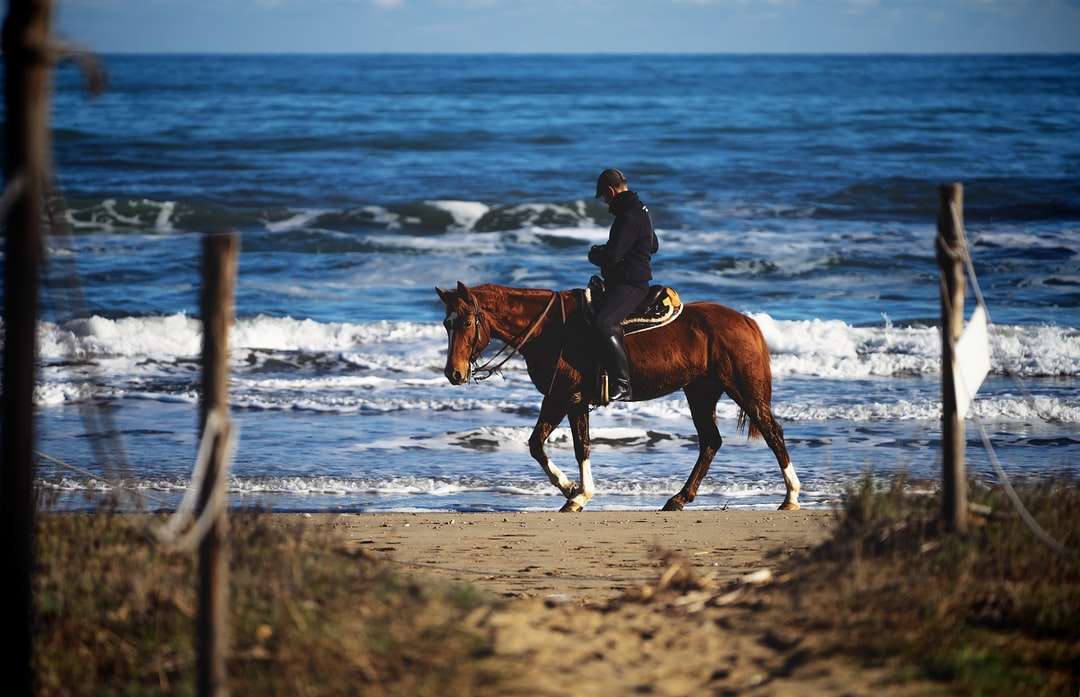mężczyzna w brązowej kurtce na brązowym koniu na plaży puzzle online