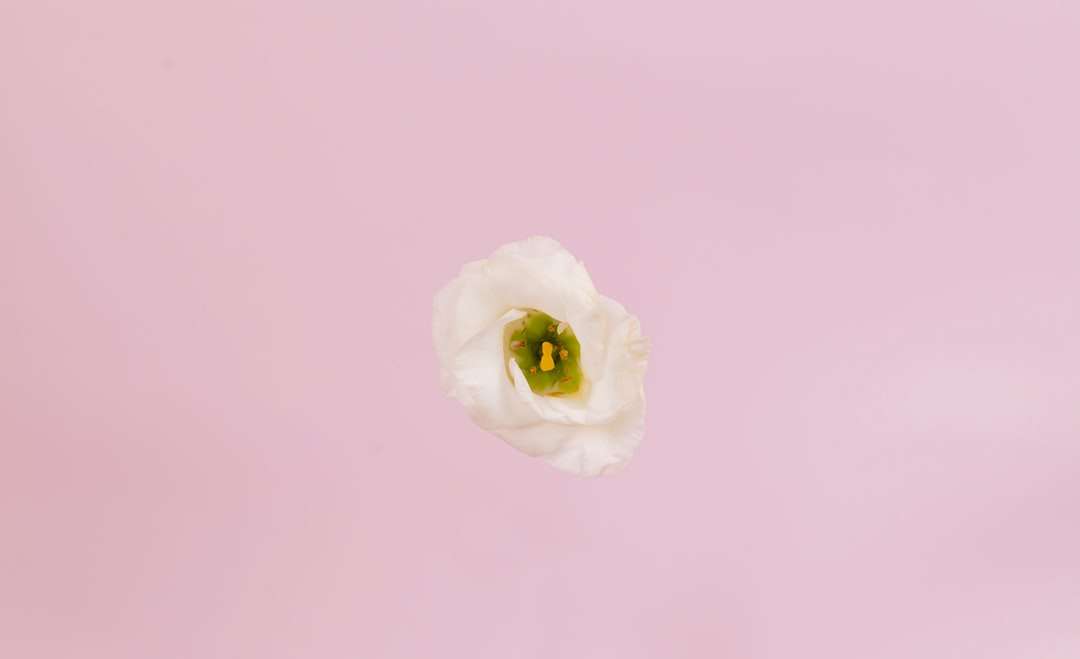 biała róża w fotografii z bliska puzzle online
