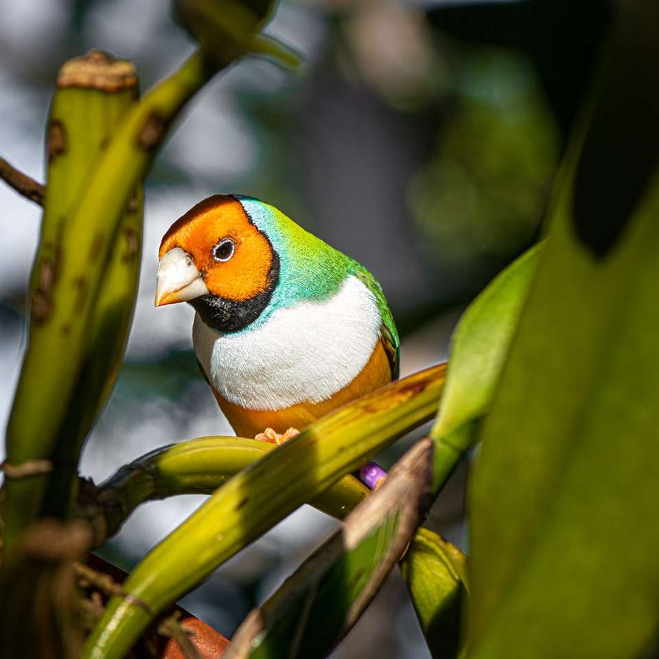 zielony, żółty i biały ptak na gałęzi drzewa puzzle online