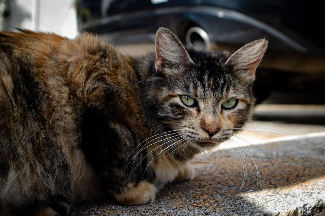 brązowy pręgowany kot leżący na podłodze puzzle online