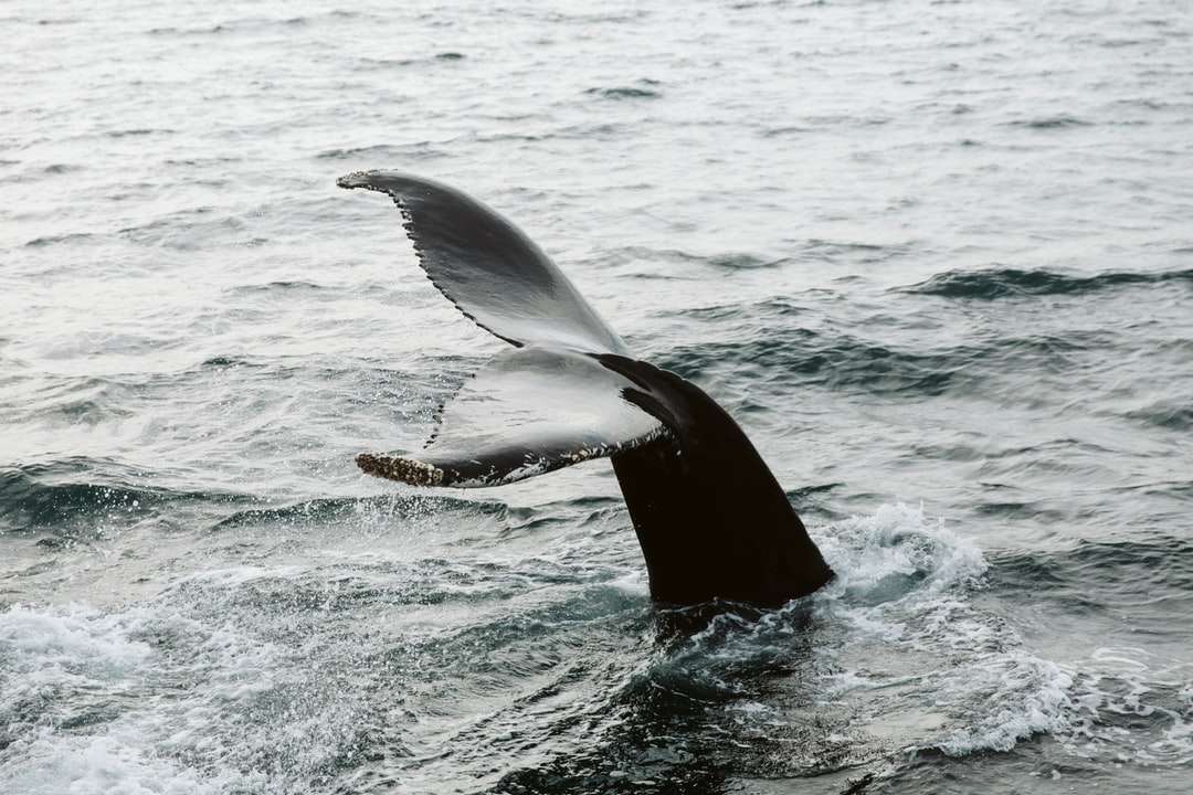 wieloryb czarny na zbiorniku wodnym w ciągu dnia puzzle online