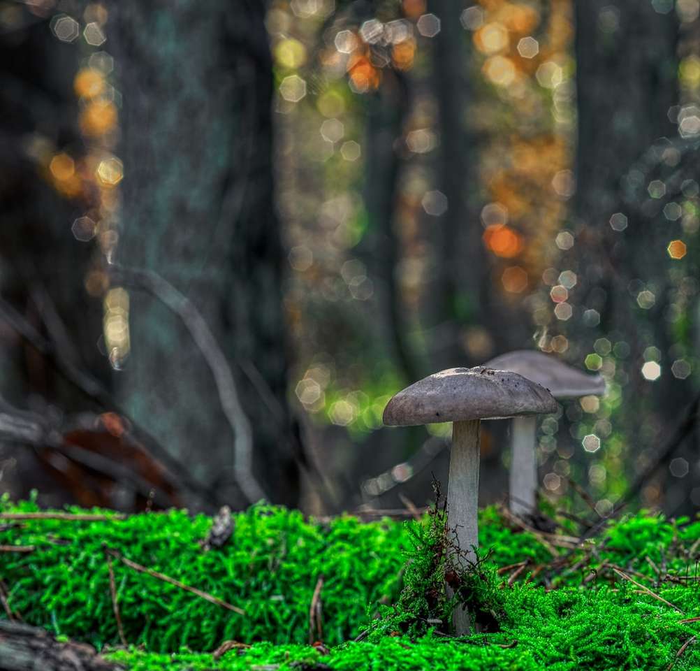brązowy grzyb na zielonej trawie w ciągu dnia puzzle online