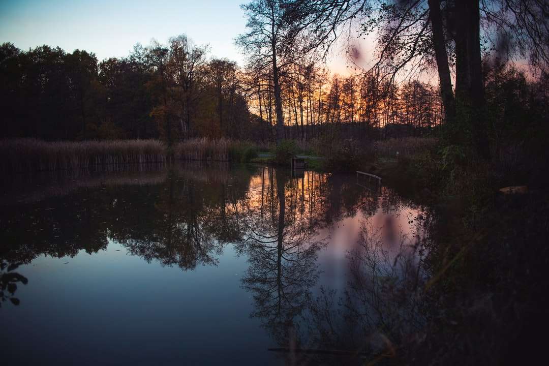 zbiornik wodny w pobliżu drzew podczas zachodu słońca puzzle online