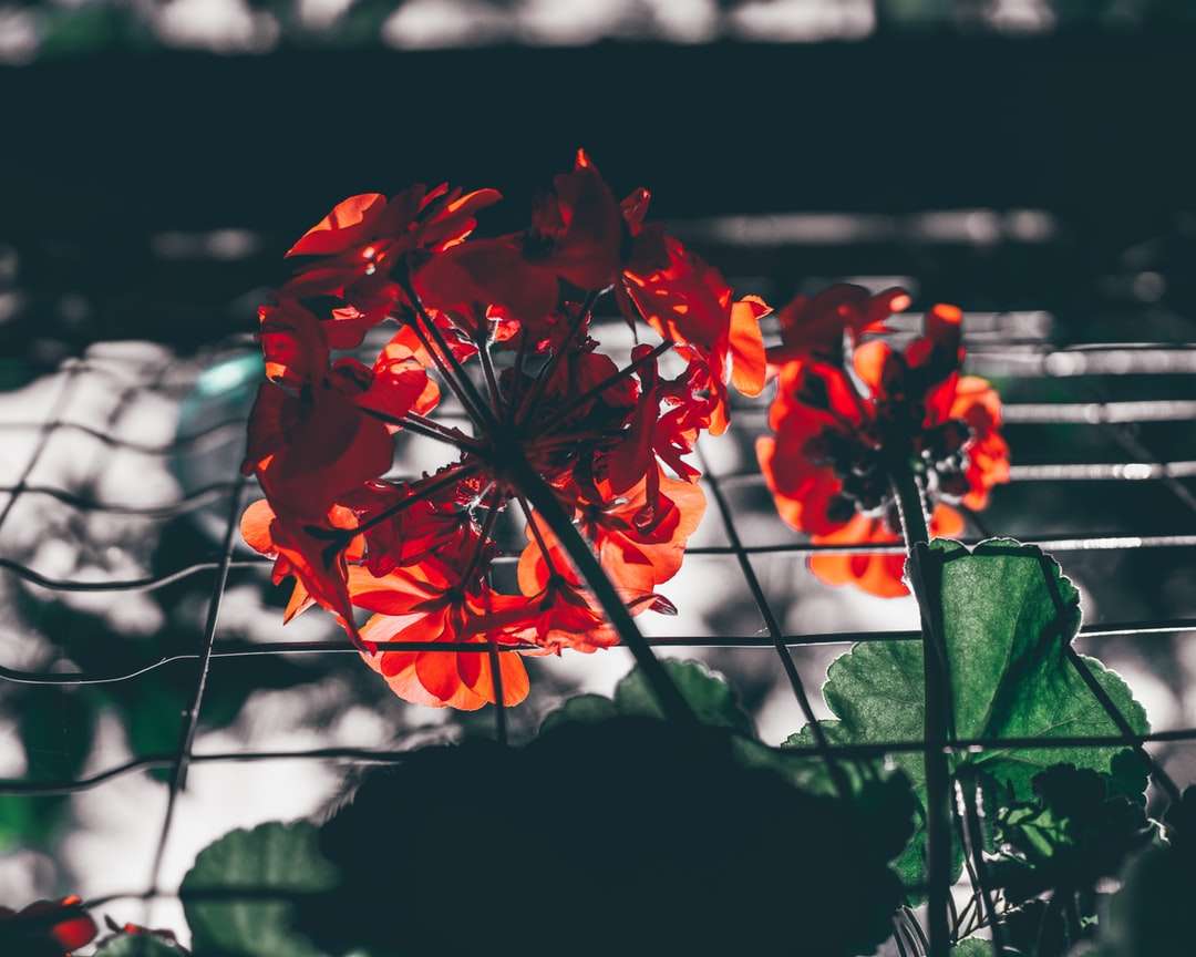 czerwony kwiat w soczewce tilt shift puzzle online