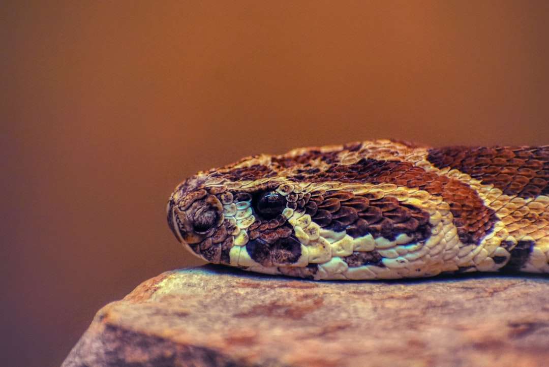 brązowy i czarny wąż na brązowej skale puzzle online